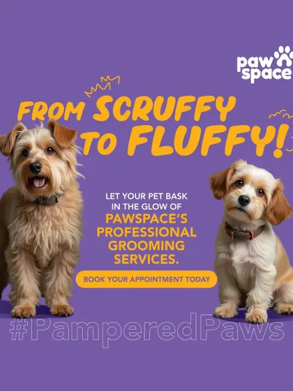 I specialize in transformations that go from scruffy to fluffy. This shows the power of a professional grooming session, which not only improves appearance but also coat health and overall comfort for your pet.