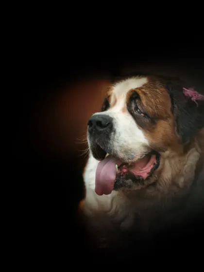 A vignetted studio portrait of the Saint Bernard, creating a classic, painterly feel. This style is perfect for turning into wall art.