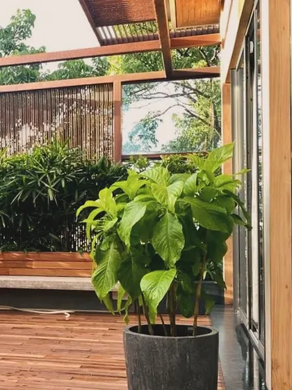 The wooden deck and pergola on the terrace provide a warm, natural surface underfoot and create a sense of enclosure. The potted plant adds a touch of green against the modern facade.