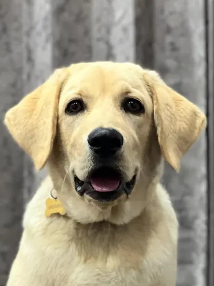 Meet Koach, a bright-eyed Labrador puppy. Starting training early is key, and with puppies like him, we focus on positive experiences to build a lifelong love of learning.