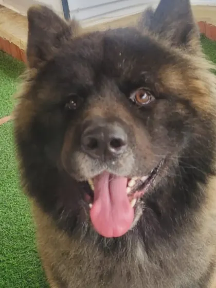 An adorable Akita, looking like a fluffy bear. We have experience with many different and unique breeds.