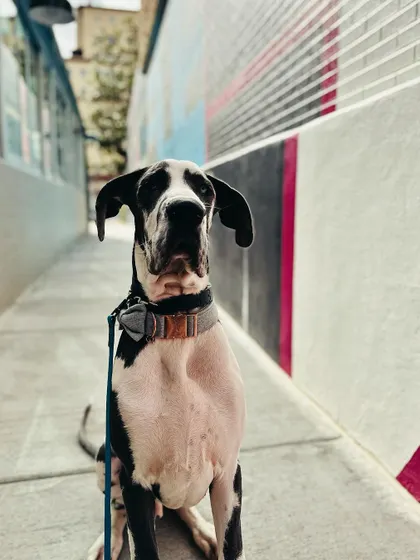 Meet Norm, a Great Dane who just wrapped up a 3-Week Basic Bootcamp. His parents wisely wanted to get control of him before he becomes a giant.