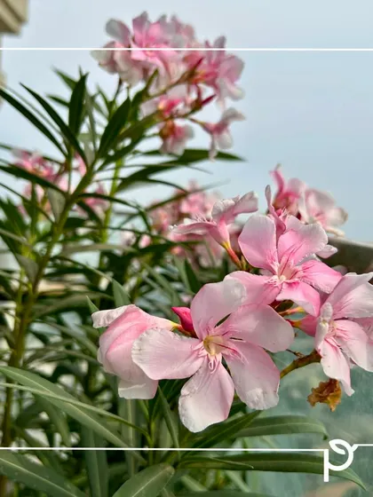 A close-up of the delicate pink flowers of the Kaner (Oleander). This drought-resistant native plant is not only beautiful but also has medicinal properties and is almost pest-free, making it a hardy choice for Indian gardens.