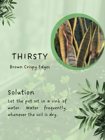A thirsty plant will often show brown, crispy edges on its leaves. This is a reminder of the bottom-watering technique, which is a great way to thoroughly rehydrate dry soil.