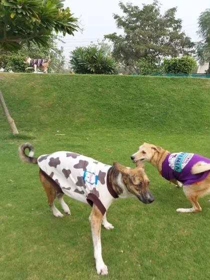 Another shot of our winter-ready guests playing. We ensure they stay warm while getting their daily exercise.