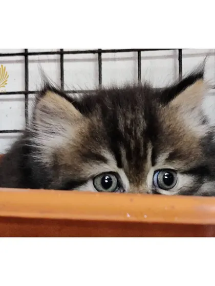 Peek-a-boo! A shy but curious tabby kitten with big, beautiful eyes peeks over the edge of a planter. We love watching them explore their surroundings and slowly build their confidence.