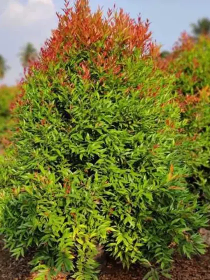 A well-shaped Syzygium shrub, perfect as a standalone feature or as part of a dense, colorful hedge.