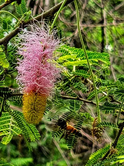 A bee flies towards the pink and yellow flower of a Sickle Bush. Our restored bundhs have become a haven for pollinators.