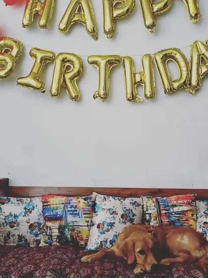 Even the birthday boy needs a little rest. After a lot of playing, Pablo took a break on the sofa, right under his birthday banner. It shows how comfortable and at home the dogs feel here.