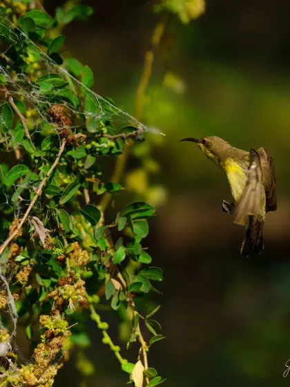 A sunbird hovers near a spiderweb, perhaps gathering silk for its nest.