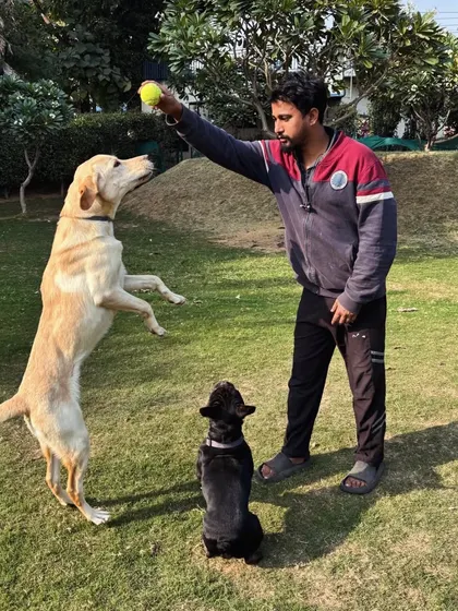 A Labrador and a French Bulldog playing with one of my team members. Our staff is trained to engage with dogs in a way that is both fun and reinforces good behavior.