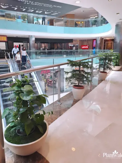 A large Money Plant in a modern white bowl planter adds a lush, tropical feel near the escalators. These plants are hardy and do well in the ambient light of indoor commercial spaces.