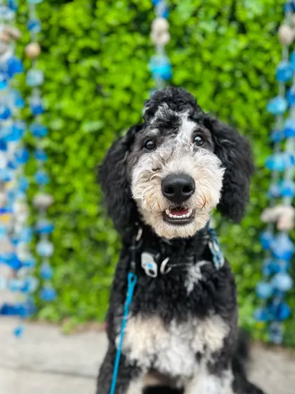 Look at that smile. Petey the Bernedoodle is a happy graduate, ready to impress everyone with his new manners.