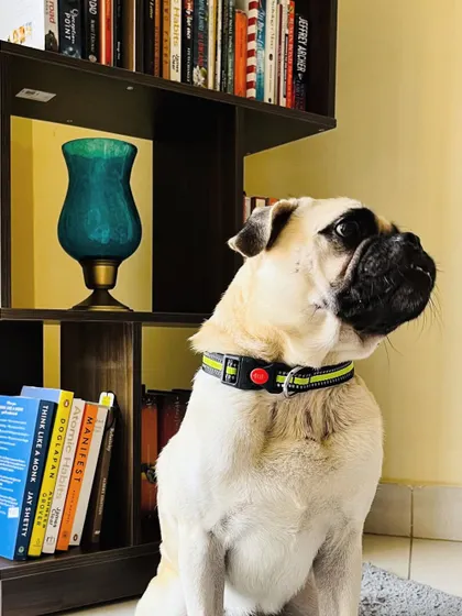 Another shot of the handsome Puggu, now adopted.