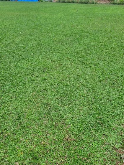 A fully grown shade grass lawn, showing its ability to create a lush green carpet even in less sunny spots.