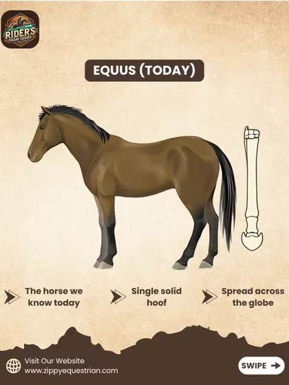 From tiny forest dwellers to the majestic animals we ride today, the evolution of the horse is incredible. Our educational series explores topics like this to give riders a deeper appreciation for their equine partners.