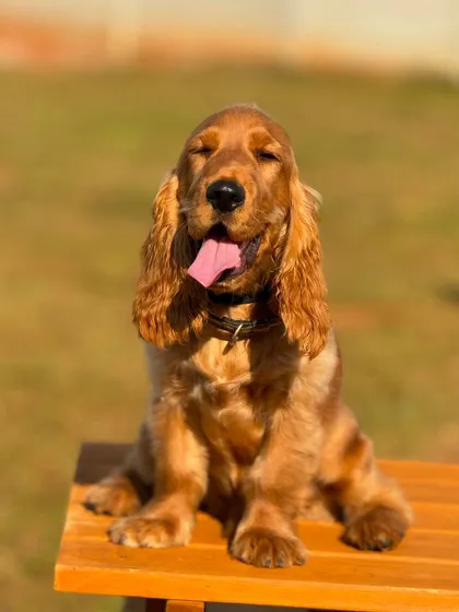 A sun-kissed puppy portrait that just melts your heart.