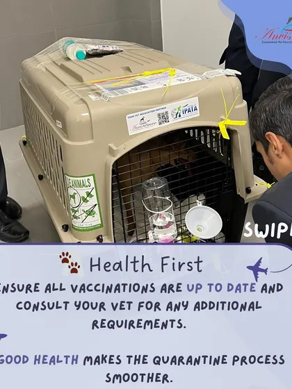 Health first. Ensure all vaccinations are up to date and consult your vet for any additional travel requirements. Good health makes the entire process, including any quarantine, much smoother.