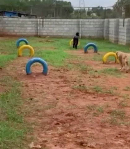 Two dogs enjoying the freedom of our large play area. We encourage safe socialization, allowing dogs to make new friends during their stay.