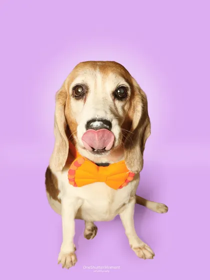 Elmo is the sweetest senior beagle who loves cuddles between shots. This portrait captures his gentle soul and his love for treats, with a little lip lick.