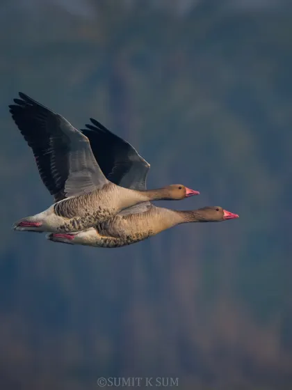 A pair of Greylag Geese in flight, their powerful wings beating in unison.