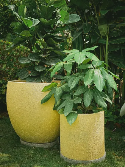 Add a pop of sunshine to your garden with these cheerful yellow textured planters. They create a bright and happy focal point, especially when paired with lush, dark green plants like the Fiddle Leaf Fig.
