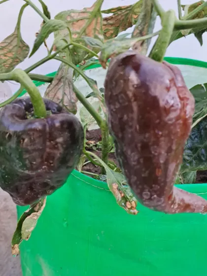 Chillies turning from green to a darker shade as they ripen. I'll teach you about the ripening process for various vegetables.