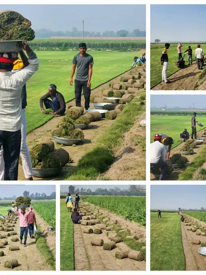 A collage showing our team hard at work, harvesting and preparing turf for delivery across North India.