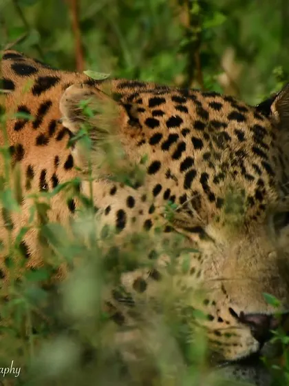 A leopard named Rana peeking out from the undergrowth in Jhalana. His focus and awareness are palpable in this photograph.