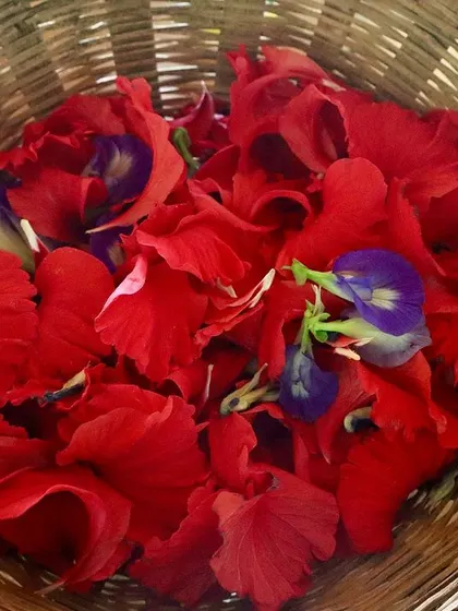 A basket filled with colorful, edible flowers like hibiscus and butterfly pea, foraged during our workshop.