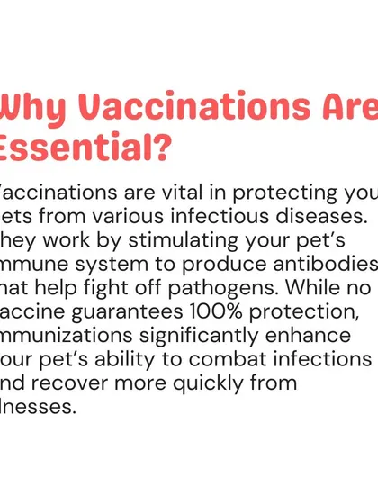 Vaccinations are vital for protecting your pet from infectious diseases by stimulating their immune system. While not 100% guaranteed, they significantly improve your pet's ability to fight off illness.