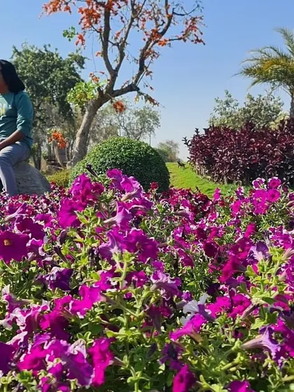 A photo series from a visit to a stunning flower park. The vibrant colors, textures, and patterns of these large-scale flower beds are a huge inspiration for my own public park designs.