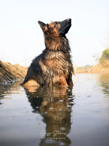 A majestic German Shepherd sits peacefully in the water, looking up with a noble expression. The reflection on the water's surface adds a serene, almost magical quality to this powerful portrait.