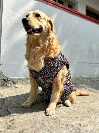 I just love this proud expression. It’s my goal to create outfits that not only look good but also make your pet feel confident and included in the family's special occasions.