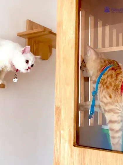 Another view of our safe socialization, where cats can see and interact with each other without stress, fostering a calm community environment.