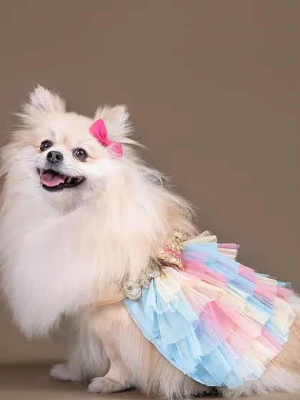 This fluffy Pomeranian looks like a princess in her pastel rainbow tutu. The solid brown background really makes her and the outfit the star of the show.