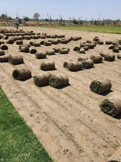 Another view of our farm, with rows of Selection grass turf ready for harvesting.