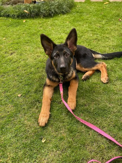 A well-exercised and mentally stimulated puppy is a calm puppy. Leia is blessed with lots of space to play, and we channeled her breed's intelligence into learning commands and games.
