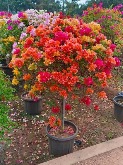A stunning multi-colored Bougainvillea, showcasing a vibrant mix of orange, pink, and yellow blossoms. We take pride in nurturing such unique and eye-catching specimens for our clients.