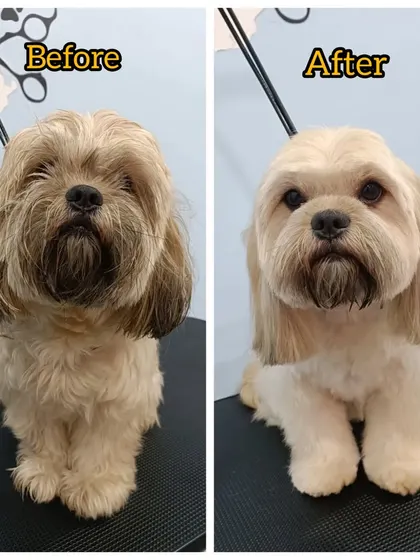 Another look at Bronzo's amazing transformation. A well-shaped head and clean lines around the body make all the difference for a Lhasa Apso's groom.