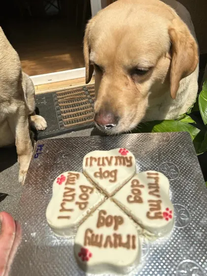 A four-leaf clover made of love! Our "I Ruv My Dog" heart-shaped treats come together to form a lucky and delicious cake.