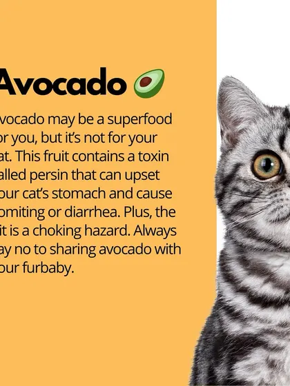 Avocado contains a toxin called persin, which can cause vomiting and diarrhea in cats. The large pit also poses a serious choking hazard.