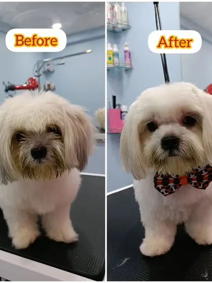 Coco's before and after. A simple trim and bath can completely refresh a dog's look.