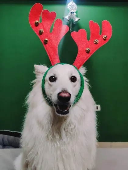 This festive reindeer is all smiles and ready for the party. My holiday events include fun costumes and photo opportunities to capture the perfect holiday card photo with your pet.