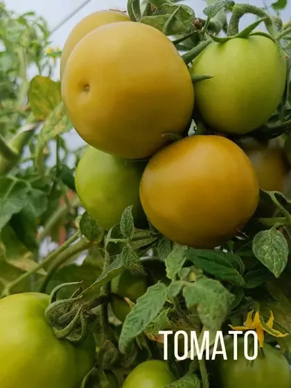 A cluster of tomatoes showing different stages of ripeness. We have successfully grown over 60 different crops using our hydroponic technology, and we are always adding more.
