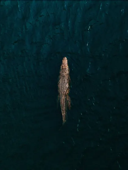 A duplicate of the stunning crocodile drone shot, perfect for showcasing in multiple relevant galleries.