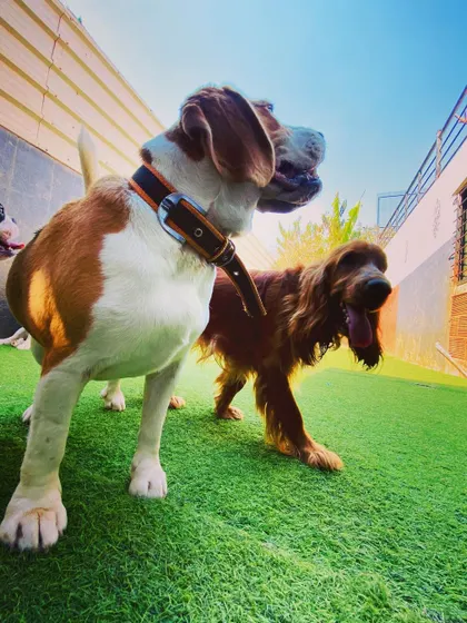 We welcome dogs of all breeds and sizes. This Beagle and Irish Setter are enjoying the day side-by-side, showing how different pups can become great friends here.