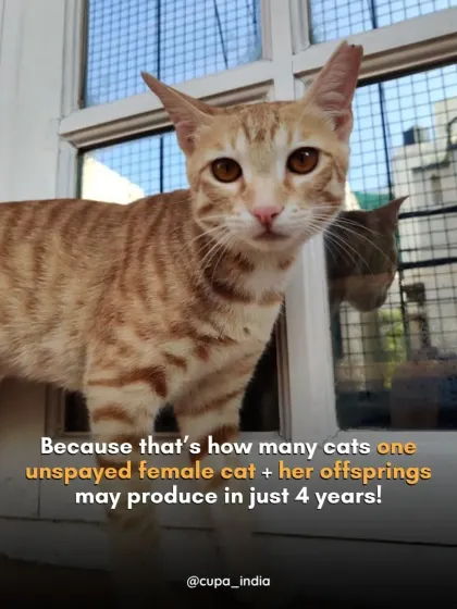 This is not an exaggeration. The math is real. One unspayed female cat and her offspring can lead to a population explosion. Our program is designed to stop this cycle before it starts.
