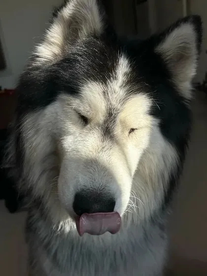 These additional photos showcase the variety of wonderful dogs I have the pleasure of caring for, each with their own unique charm and personality. From playful moments to quiet cuddles, every interaction is special.