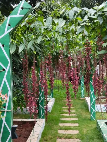 A garden walkway defined by a green painted pergola covered in flowering vines. The path is made of spaced stone slabs set into the lawn, leading through raised planter beds.